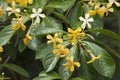 Yellow flowers of the Hymenosporum flavum tree Royalty Free Stock Photo