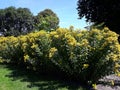 Bush of Alpine Sunflower also called Old Man of the Mountains or Mountain Sunflower Hymenoxys Grandiflora