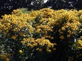 Alpine Sunflower also called Old Man of the Mountains or Mountain Sunflower Hymenoxys Grandiflora