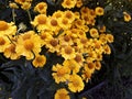 Alpine Sunflower also called Old Man of the Mountains or Mountain Sunflower Hymenoxys Grandiflora