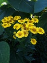 Alpine Sunflower also called Old Man of the Mountains or Mountain Sunflower Hymenoxys Grandiflora