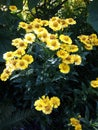 Alpine Sunflower also called Old Man of the Mountains or Mountain Sunflower Hymenoxys Grandiflora