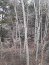 Hynds road hiking trail aspens Cheyenne, Wyoming