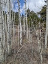 Hynds road hiking trail aspens Cheyenne, Wyoming