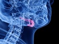 the hyoid bone Royalty Free Stock Photo