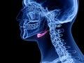 The hyoid bone Royalty Free Stock Photo