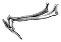 Hyoid Series of Bones in a Horse vintage illustration