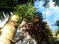 Hyophorbe or Bottle Palm fruit