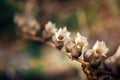 Hyoscyamus niger, black henbane branch or stinking nightshade, macro. Dry henbane flowers with seeds on blurry background, close Royalty Free Stock Photo