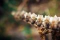 Hyoscyamus niger, black henbane branch or stinking nightshade, macro. Dry henbane flowers with seeds on blurry background, close Royalty Free Stock Photo