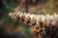 Hyoscyamus niger, black henbane branch or stinking nightshade, macro. Dry henbane flowers with seeds on blurry background, close Royalty Free Stock Photo