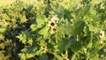 Hyoscyamus niger, commonly known as henbane, black henbane or stinking nightshade, is a plant that is poisonous Royalty Free Stock Photo