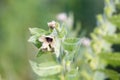 Hyoscyamus niger henbane, black henbane, or smelly nightshade blooming flower close-up. Hyoscyamus niger plant in the wild Royalty Free Stock Photo