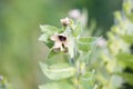 Hyoscyamus niger henbane, black henbane, or smelly nightshade blooming flower close-up. Hyoscyamus niger plant in the wild Royalty Free Stock Photo