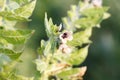 Hyoscyamus niger henbane, black henbane, or smelly nightshade blooming flower close-up. Hyoscyamus niger plant in the wild Royalty Free Stock Photo