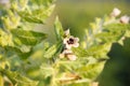 Hyoscyamus niger henbane, black henbane, or smelly nightshade blooming flower close-up. Hyoscyamus niger plant in the wild Royalty Free Stock Photo