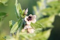 Hyoscyamus niger henbane, black henbane, or smelly nightshade blooming flower close-up. Hyoscyamus niger plant in the wild Royalty Free Stock Photo