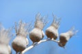 Hyoscyamus niger, henbane, black henbane or stinking nightshade dry grey flowers with seeds on blue sky background Royalty Free Stock Photo