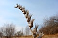 Hyoscyamus niger, henbane, black henbane or stinking nightshade dry grey flowers with seeds on blue sky, yellow grass and trees Royalty Free Stock Photo