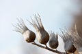 Hyoscyamus niger, henbane, black henbane or stinking nightshade dry grey flowers with seeds on blurry blue sky and brown trees Royalty Free Stock Photo