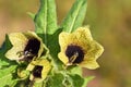 Hyoscyamus niger , henbane flower , flora Iran