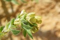 Hyoscyamus niger , henbane flower , flora Iran