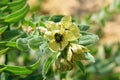 Hyoscyamus niger , henbane flower , flora Iran