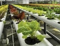 Hyper-detailed image showcasing the technology of hydroponic vertical farming Royalty Free Stock Photo