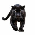 Hyper Realism Black Panther Walking Isolated On White Royalty Free Stock Photo