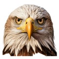 Hyper-realistic Bald Eagle Head Illustration With Xbox 360 Graphics Royalty Free Stock Photo