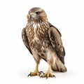 Hyper-realistic Bonelli\'s Eagle Illustration In 8k Resolution