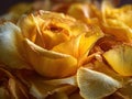 Hyper-Realistic Close-Up Of Yellow Rose Petals With Detailed Texture Royalty Free Stock Photo