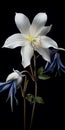 Hyper Realistic Columbine Photography By Julie Ryan Newton Royalty Free Stock Photo