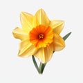 Hyper-realistic Daffodil Clipart: Yellow Flower On White Background Royalty Free Stock Photo
