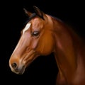Hyper realistic digital painting of a horses head
