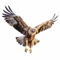 Hyper-realistic Eagle Illustration Soaring In Flight Over White Background Royalty Free Stock Photo