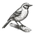 Hyper-realistic Engraved Bird Illustration On Branch