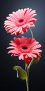 Hyper Realistic Gerbera: Detailed 3d Rendering Of Pink Flowers