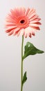 Hyper Realistic Gerbera: Pink Flower With Stem And High Contrast