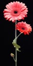 Hyper Realistic Gerbera: Sculpture-based Photography With Precarious Balance