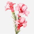 Hyper-realistic Gladiolus Flowers Illustration With Vintage Charm