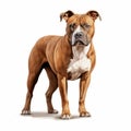 Hyper-realistic Illustration Of American Staffordshire Terrier On White Background Royalty Free Stock Photo
