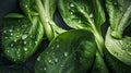 Hyper-realistic illustration of fresh bok choy cabbage. AI Generative