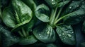 Hyper-realistic illustration of fresh bok choy cabbage. AI Generative