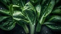 Hyper-realistic illustration of fresh bok choy cabbage. AI Generative