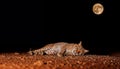 Wild Lynx Resting in Desert Landscape,Tranquil Moment in Harsh Terrain Royalty Free Stock Photo