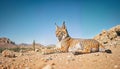 Wild Lynx Resting in Desert Landscape,Tranquil Moment in Harsh Terrain Royalty Free Stock Photo