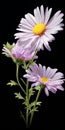 Hyper Realistic Painted Daisies On Black Background