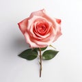 Hyper-realistic Pink Rose Photography On White Surface Royalty Free Stock Photo