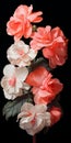 Hyper-realistic Pink And White Begonia Sculpture On Black Background Royalty Free Stock Photo